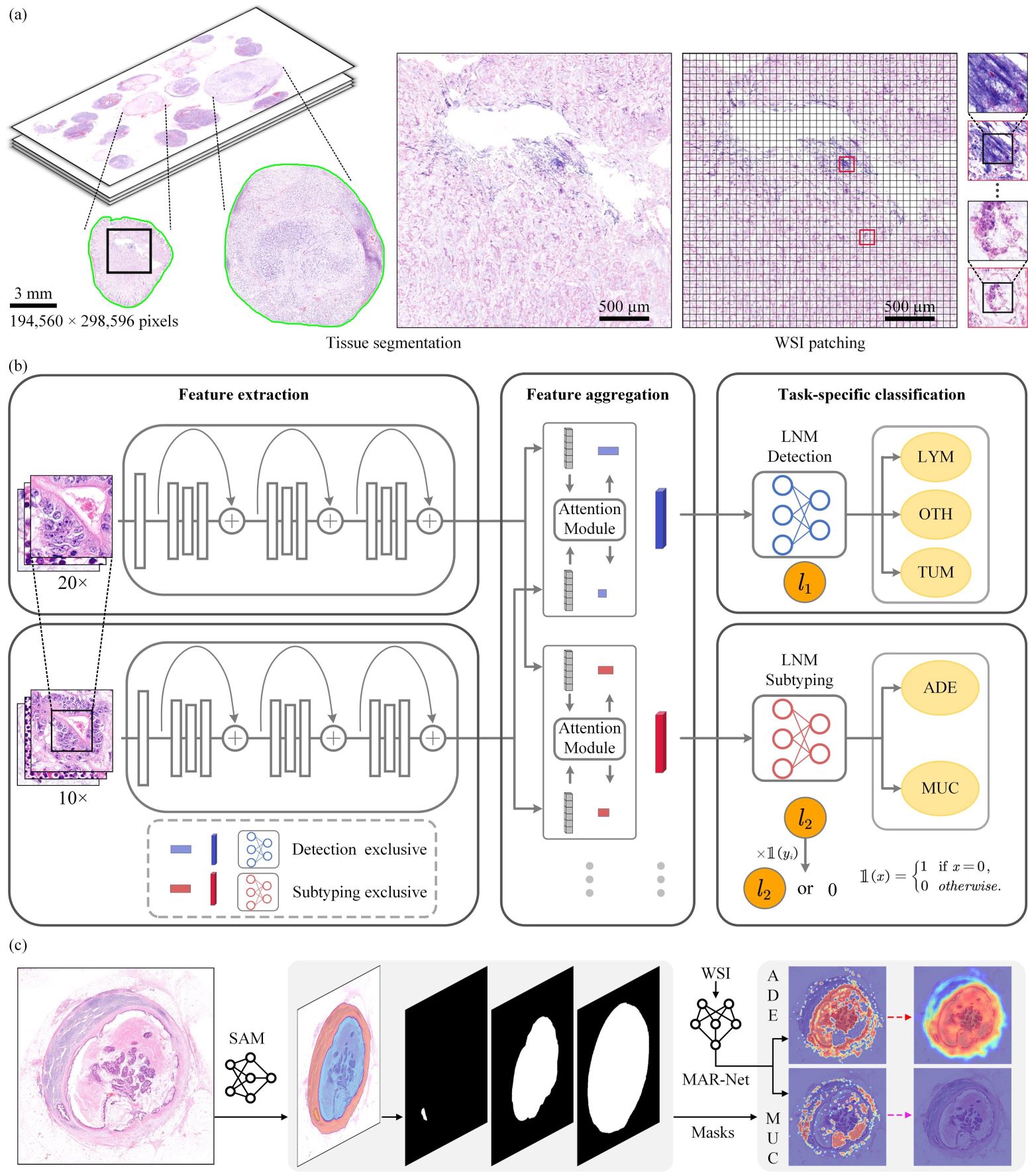 Multi-Task Adaptive Resolution Network for Lymph Node Metastasis Diagnosis From Whole Slide Images of Colorectal Cancer
